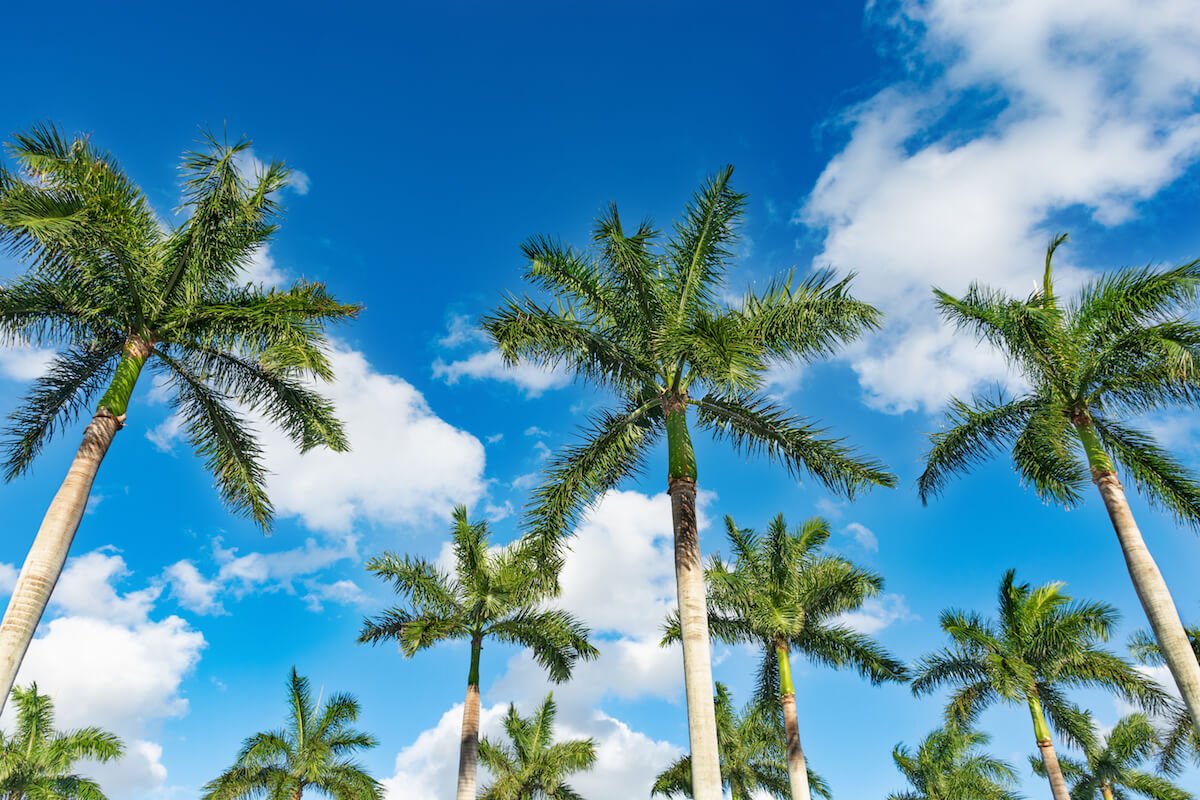 4 Things to Consider When Choosing Boca Raton Senior Living Rows of beautiful palm trees on blue sky Tropical trees against blue sky Boca Raton Florida