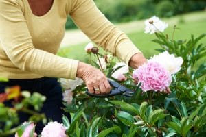 6 Benefits of Gardening for Older Adults Woman cutting a flower from her garden